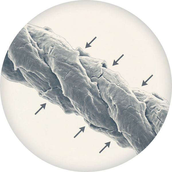 Traditional Cotton Fiber