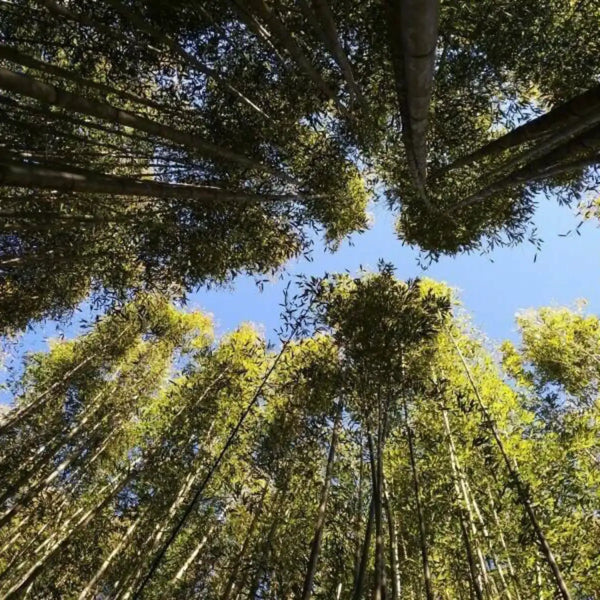 Organic Cooling Bamboo