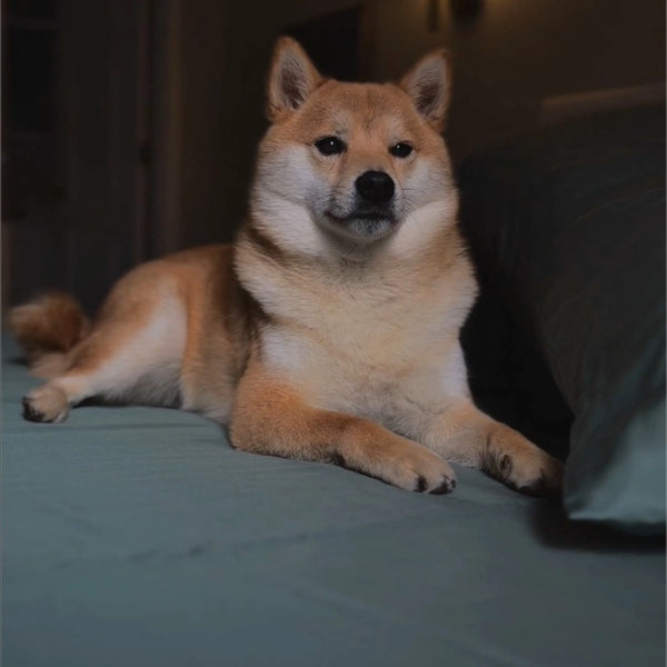 Smooth Enough to Repel Pet Hair